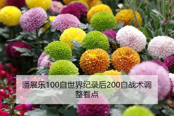 潘展乐100自世界纪录后200自战术调整看点